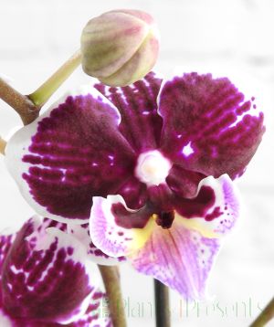 Close up of moth orchid flower