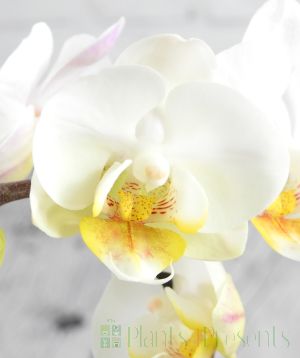 White moth orchid