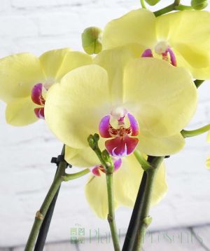 Close up of moth orchid