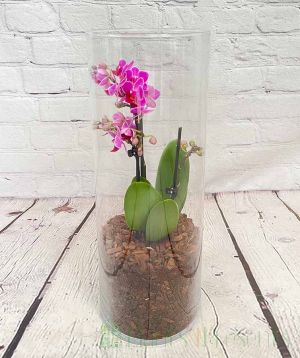 Orchid Terrarium