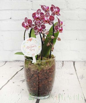 Orchid terrarium with optional Mothers day pick