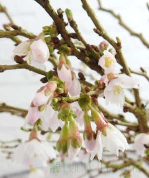 Ornamental cherry blossom close up
