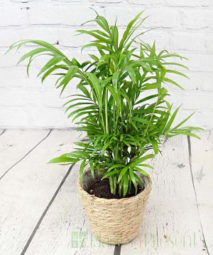 Parlour palm in basket