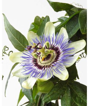 Closeup of Passionflower