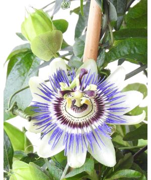 White / purple passionflower