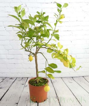 Large lemon tree with nutrient deficiency