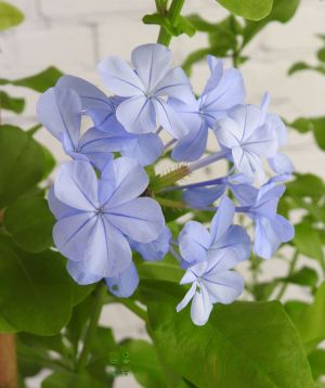 Plumbago Sky Blue Flowers