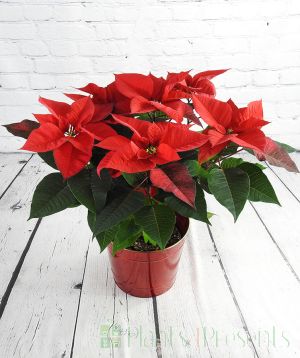 Large red poinsettia