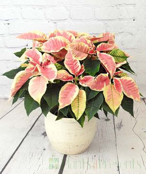 Marble Pink Poinsettia