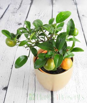 Red Lime Rangpur in gold ceramic pot