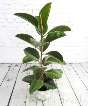 Rubber plant with glossy leaves