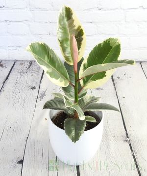 Variegated Rubber plant with new growth