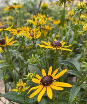 Rudbekia flowers