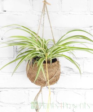 Spider Plant