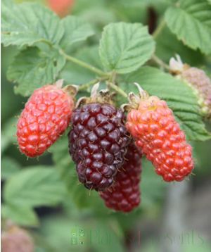 Tayberry fruits