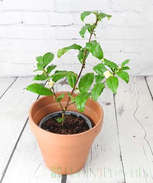 Tea Plant in terracotta pot