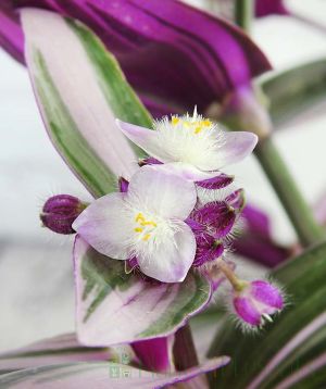 Close up of Tradescantia flowers and buds