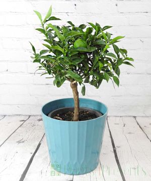 Yuzu in teal recycled ocean plastic pot