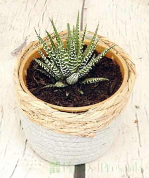 Zebra plant in vintage pail