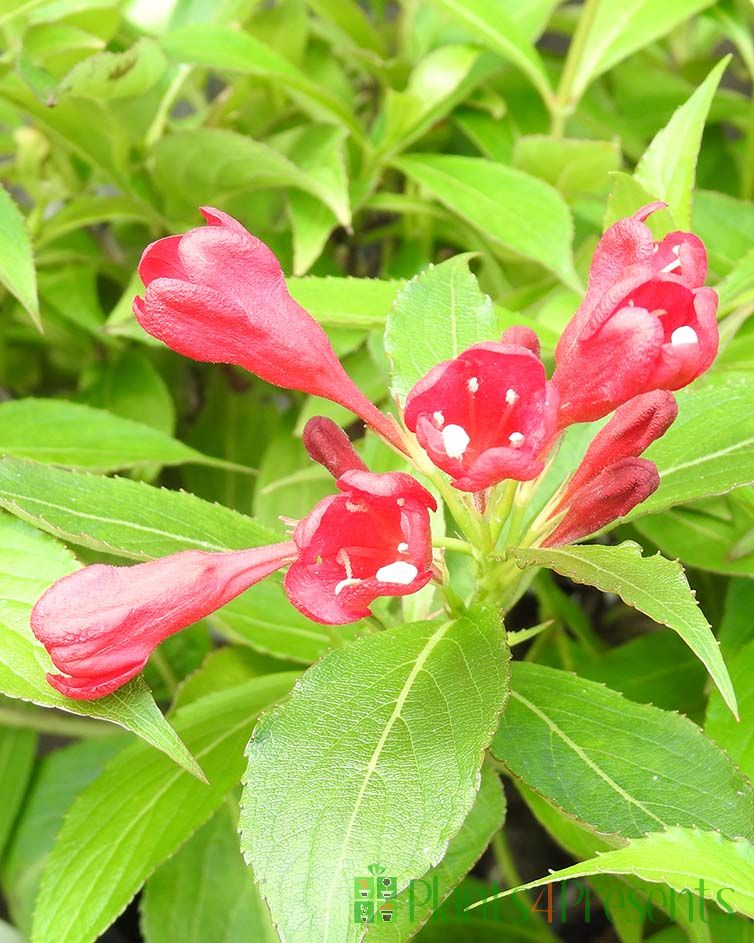 Red Weigela flowers
