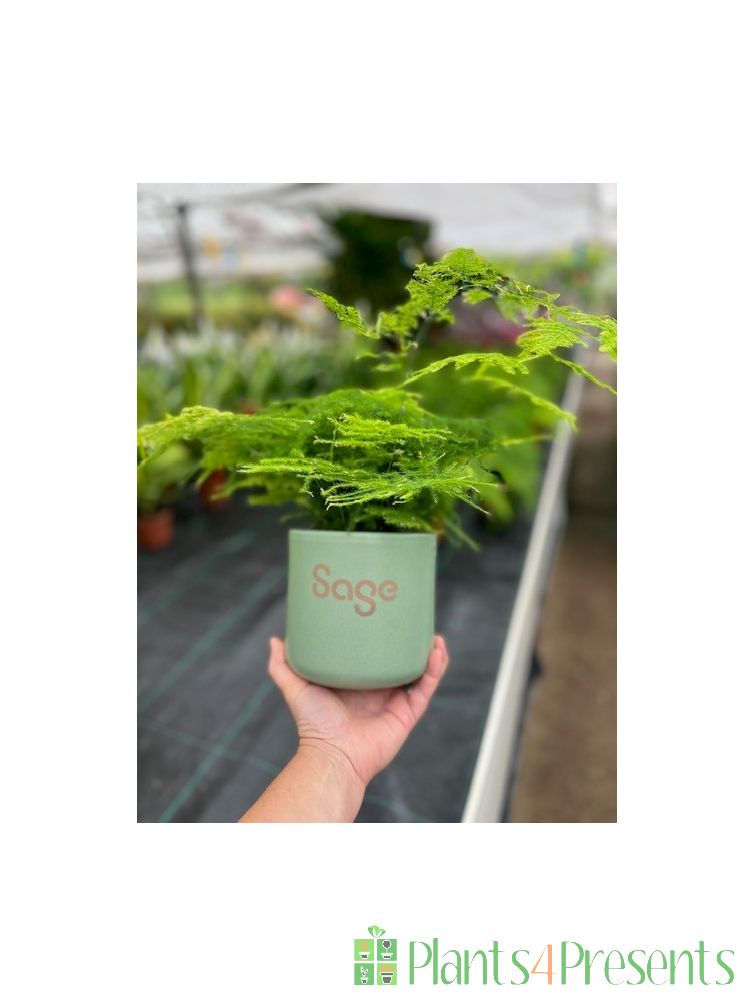 Fern in customised pot