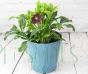 Purple Hellebore Viv Victoria in Teal recycled pot.