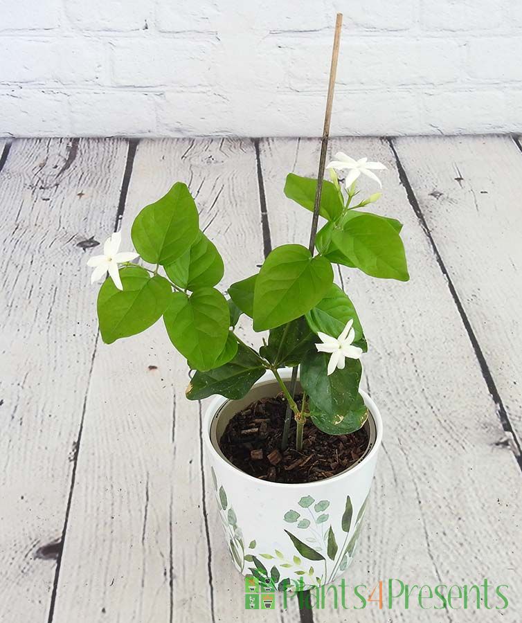 Arabian Jasmine in botanic pot