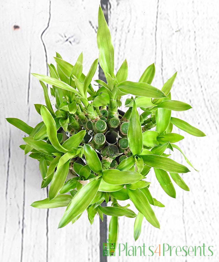 Lucky Bamboo Plants Delivered As Gifts Fast UK Delivery   Bamboolucky2023topg 