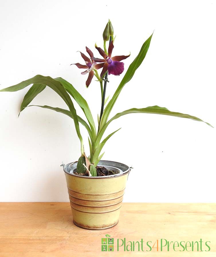 Purple cambria orchid