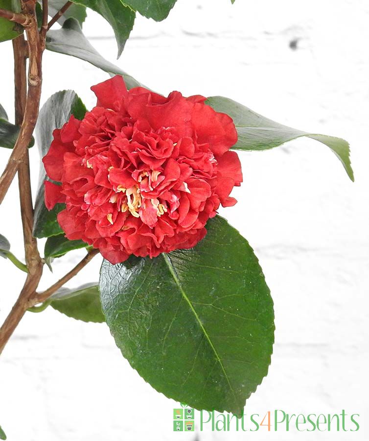 Young Red Camellia