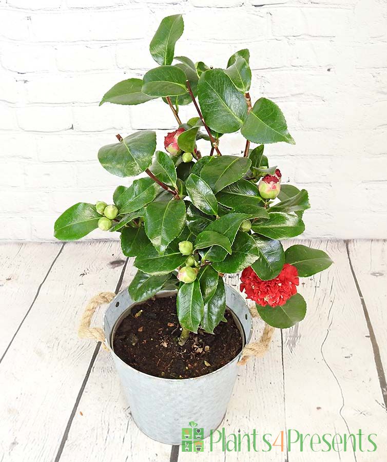 Large red camellia