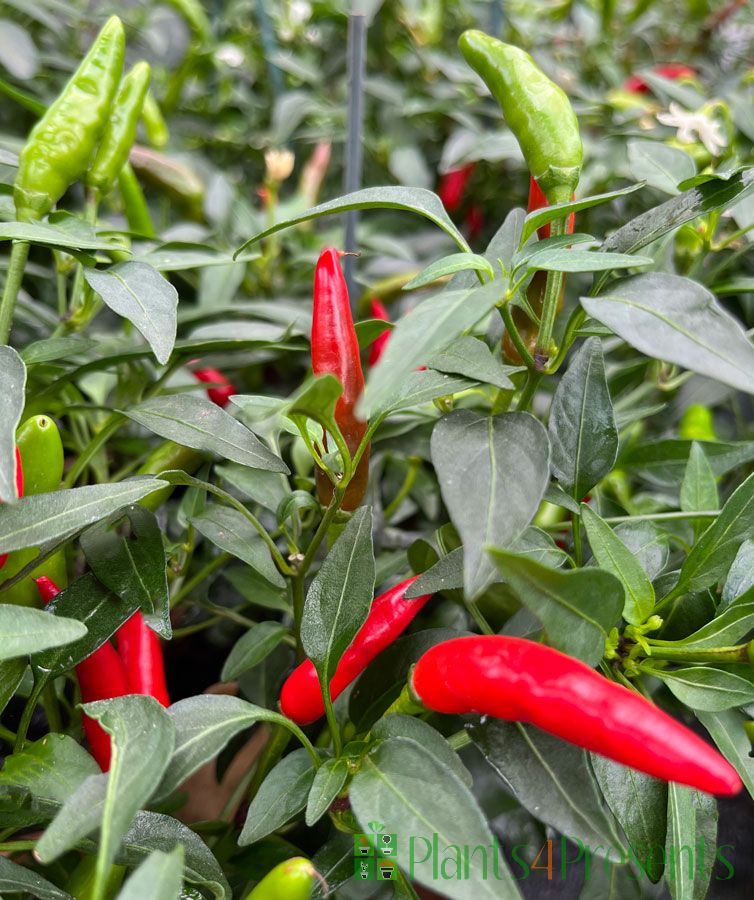 Fire Chilli Basket | Chilli Plant Gifts | Plants4Presents