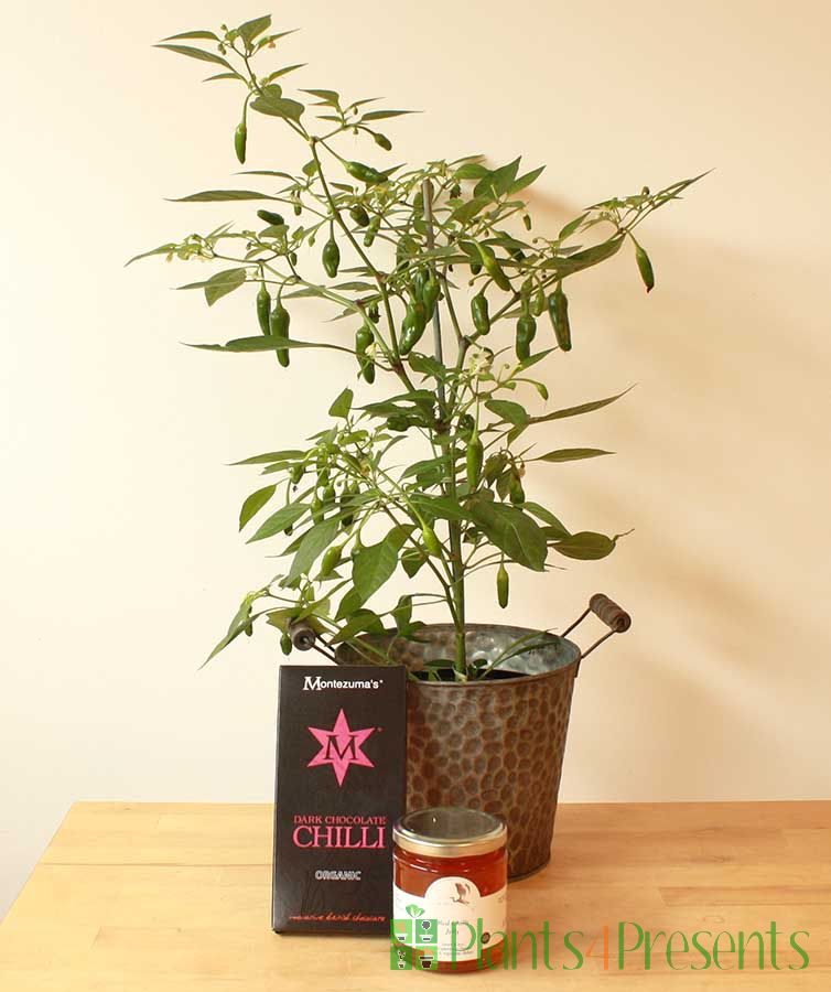Chilli Plant Gift Set    