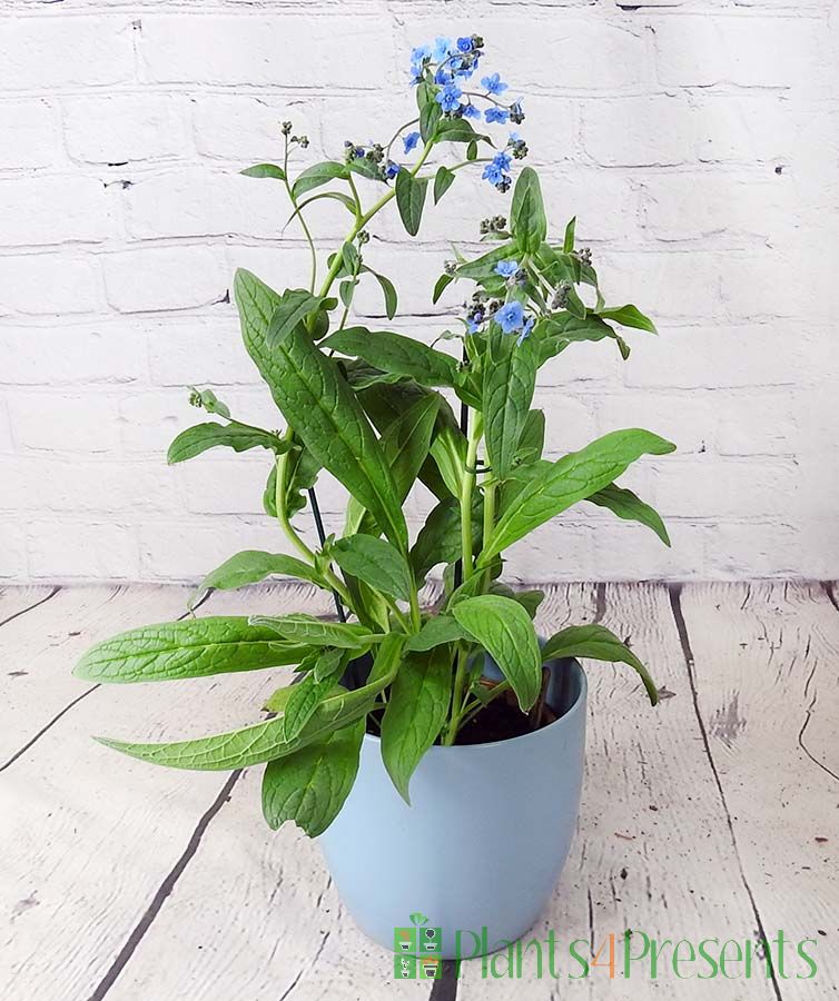 me not plants delivered as gifts