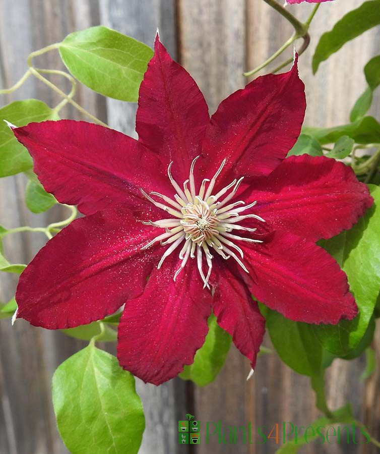 Red Clematis flower