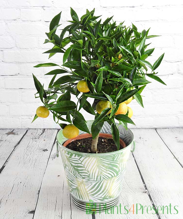 Delicious clementines on one of our beautiful citrus trees