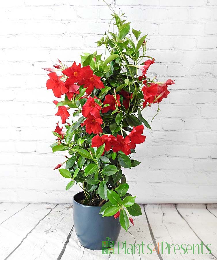 Tall Dipladenia with red flowers