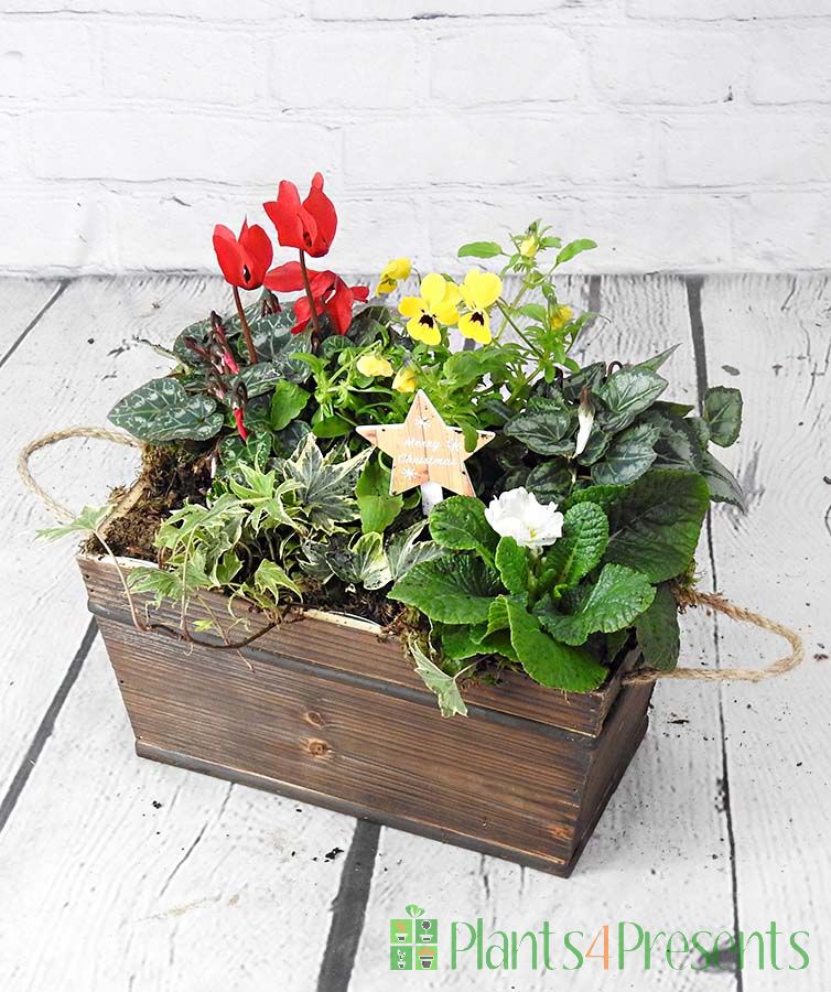 Festive outdoor planter