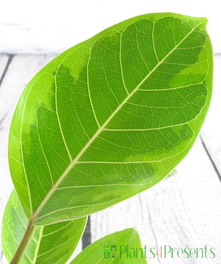 Close up of ficus altissima leaf