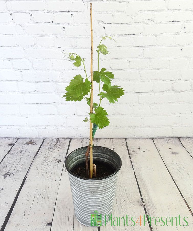 Bacchus vine with new season growth