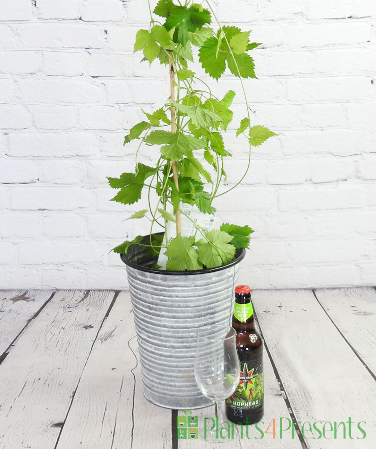 Grow your own hops and beer gift set