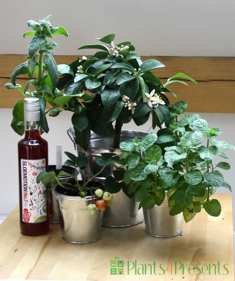 Grow your own pimms