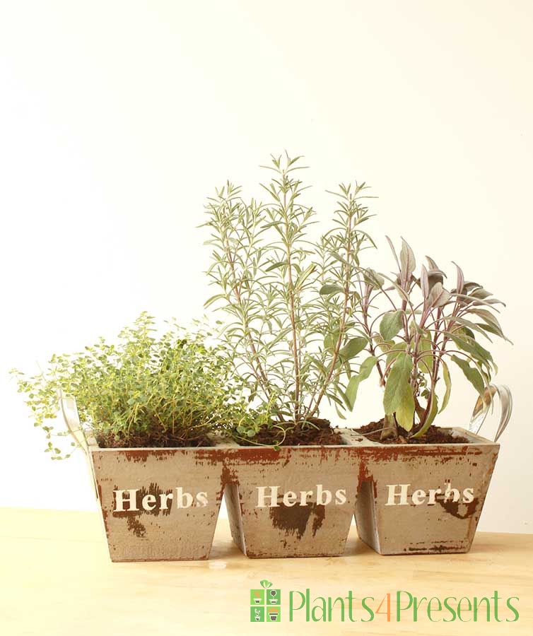 Herb trio