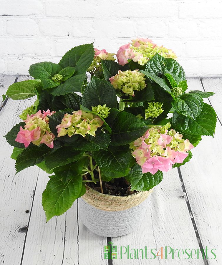 Pink Hydrangea in bud and bloom