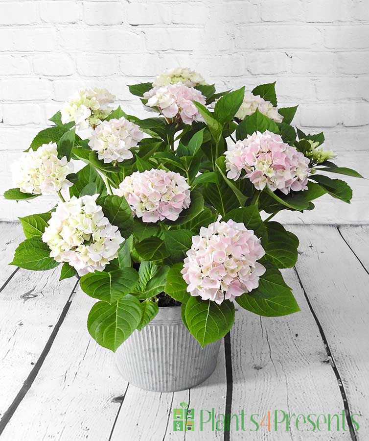 Pink Hydrangea with young fresh blooms