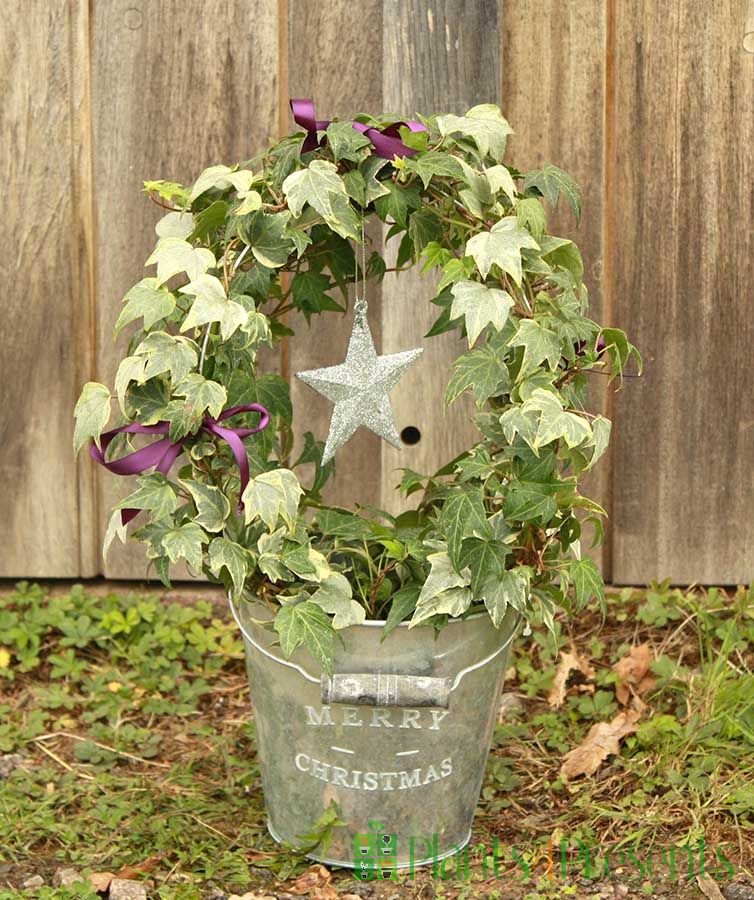 Festive Ivy in Christmas pail