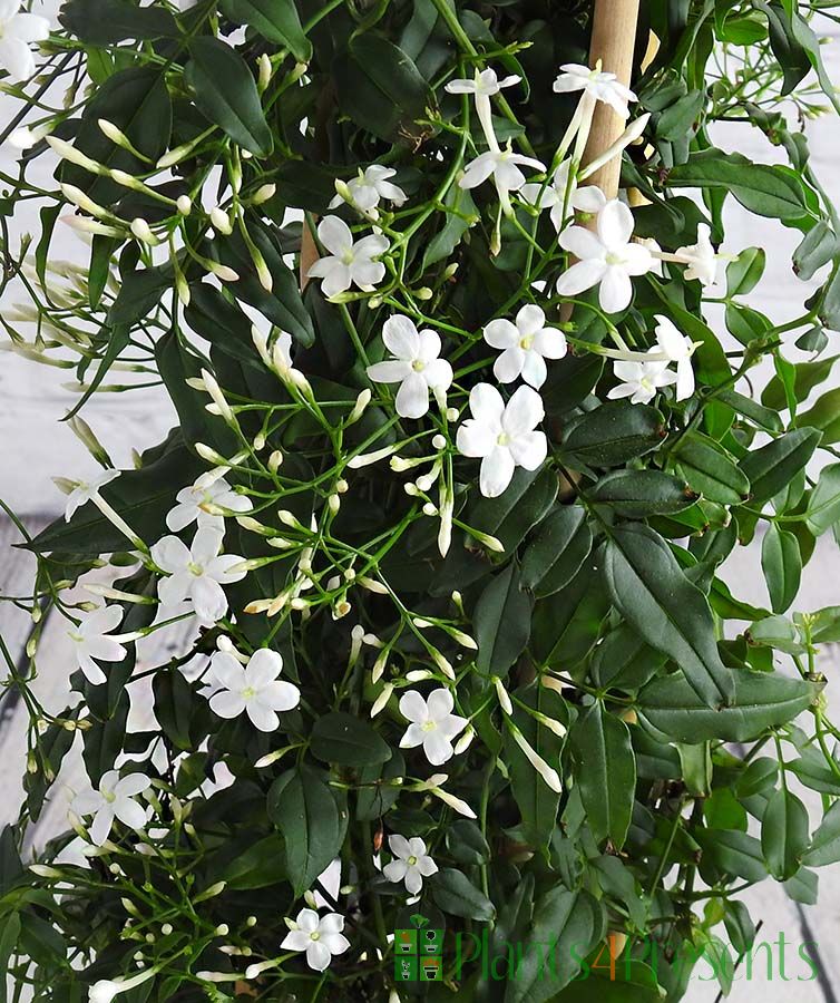 Flowering Jasmine Plant Gift Potted Jasmine Plants for Sale