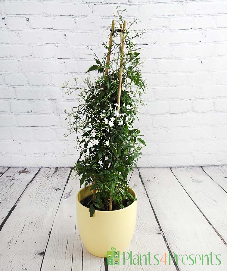 Flowering Jasmine Plant Gift Potted Jasmine Plants for Sale