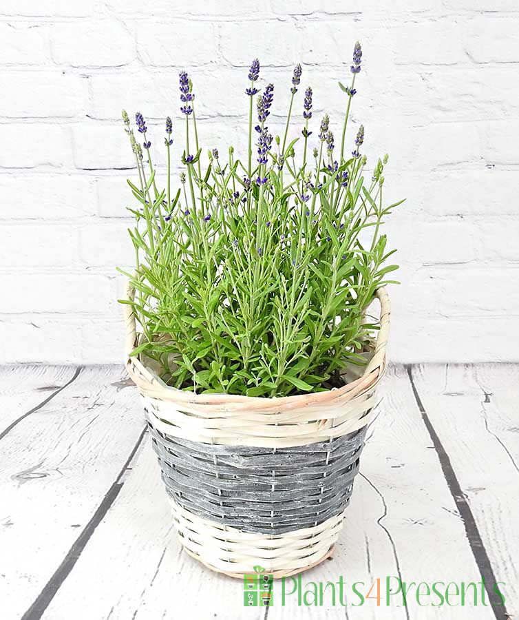 English lavender in bud and bloom