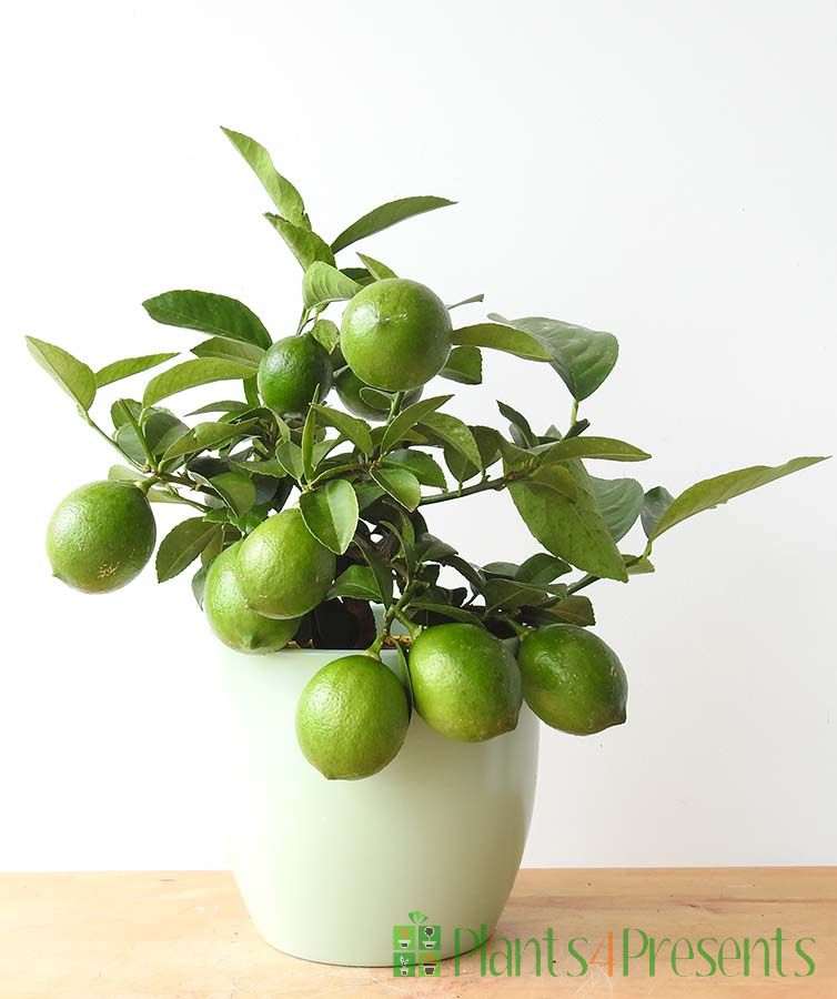 Lemon Meyer in pale green ceramic 